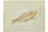 Fossil Fish (Knightia) - Green River Formation #224514-1